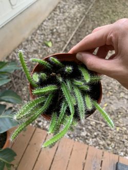 Semi Rooted Dog Tail Cactus Cuttings 