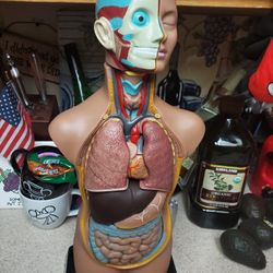 Human Body Model Anatomy Doll with Removable Organs 3D Human Organ Model
