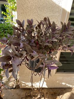 Tradescantia Greenlee