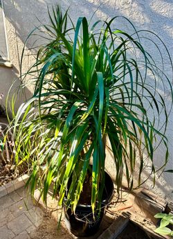 Ponytail Palm Approximately 4 1/2 Feet Tall. In 5 gallon container.