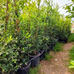 Ficus Nitida 15 Gallons 6ft Tall