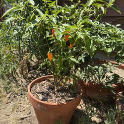 Big Bushy Habanero Pepper Plant With +30 Peppers And Nice Pot