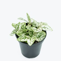 White Polka Dot -Easy Care Houseplant