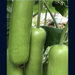 Opo Upo Fuzzy Gourd Squash Fully Grown Plant Ready To Yield Hundreds Of Fruits
