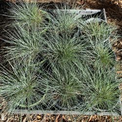 Blue Fescue Ornamental Grass