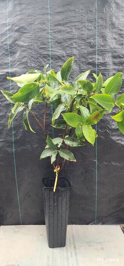🌿 RARE WHITE WAX APPLE TREE — MẬN TRẮNG SỮA 🌿 $100
