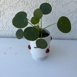 Chinese Money Plant