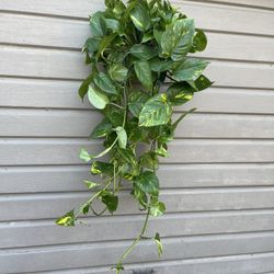 6” golden pothos