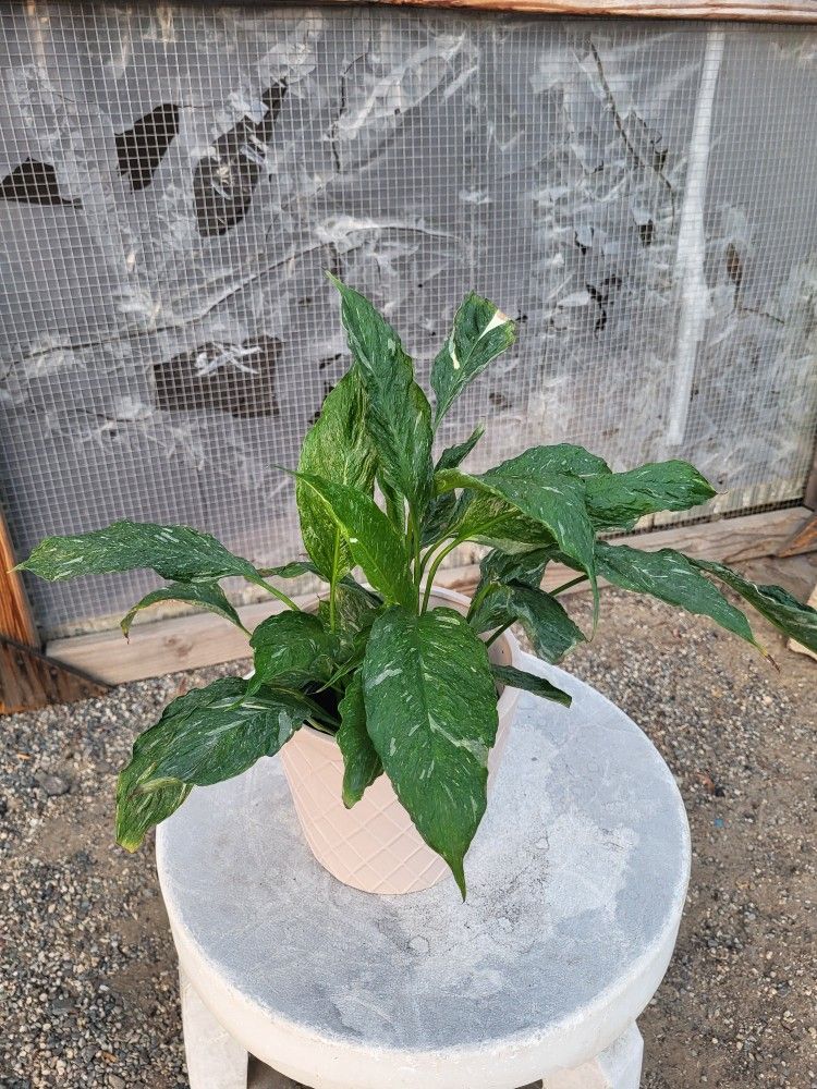 Variegated Peace Lily Plant 6" Nursery Pot