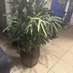 Large Silk Tree To The Ceiling 