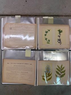 Antique Wild Flowers Of America Prints Lot