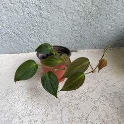 Philodendron Micans Plant 