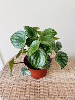 Watermelon Peperomia Plants