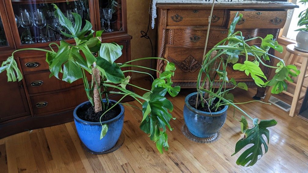 Philodendron Plant