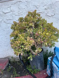 Large Mature Jade Plant in Pot