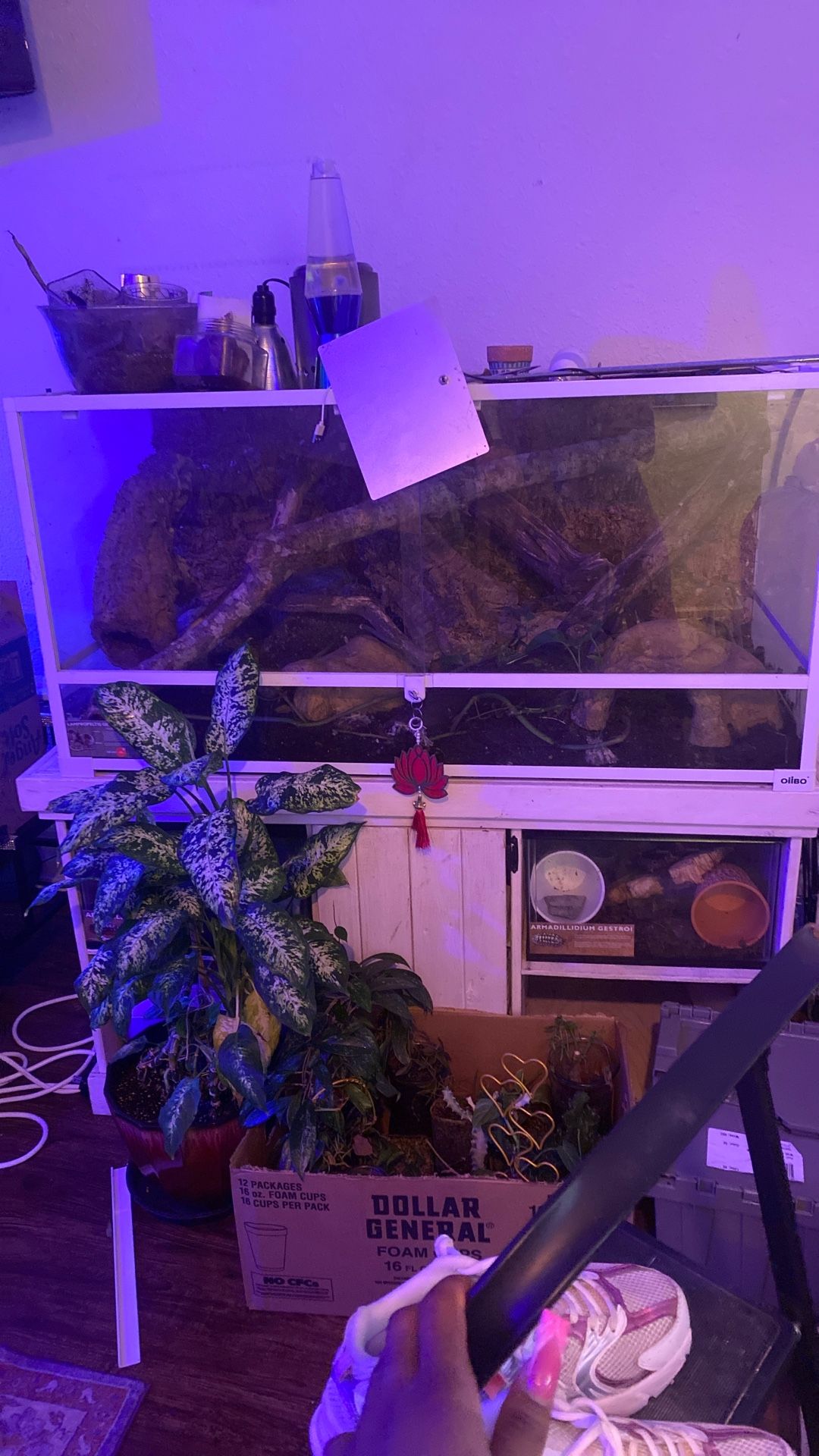 Tank And 6 Foot Florida King Snake 