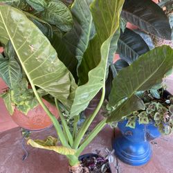 Plant