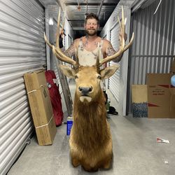 6x6 Trophy Elk