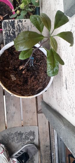 Avocado plant