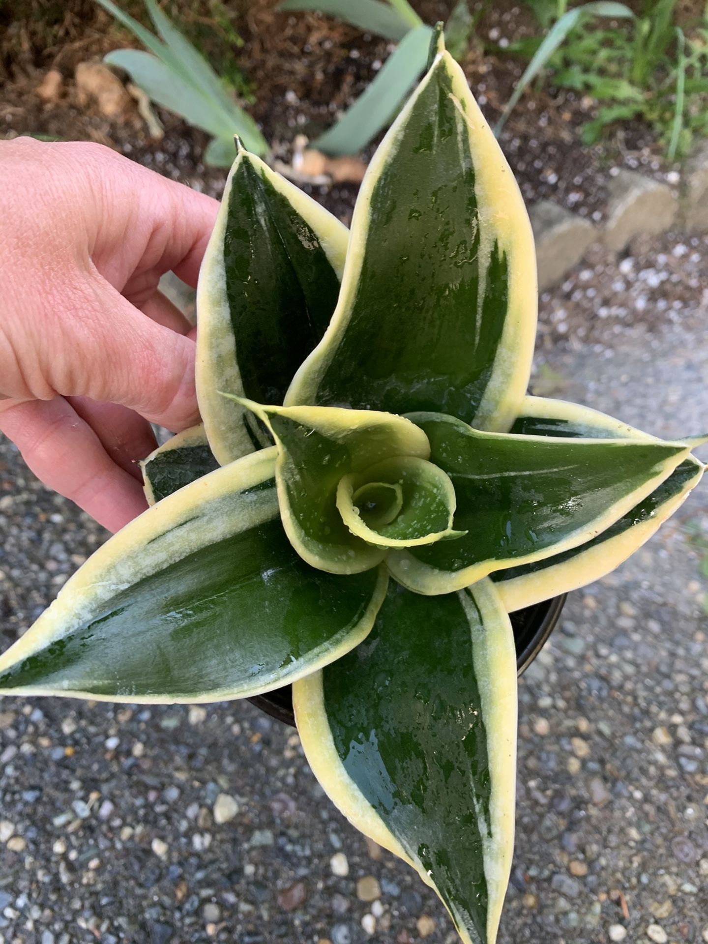Snake Plant Sansiveria Birdsnest