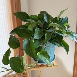 Live Healthy Golden Potho Money Plants In 8” Metal Pot 