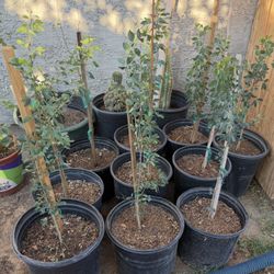 Sweet Guamúchil Trees $35 Each 