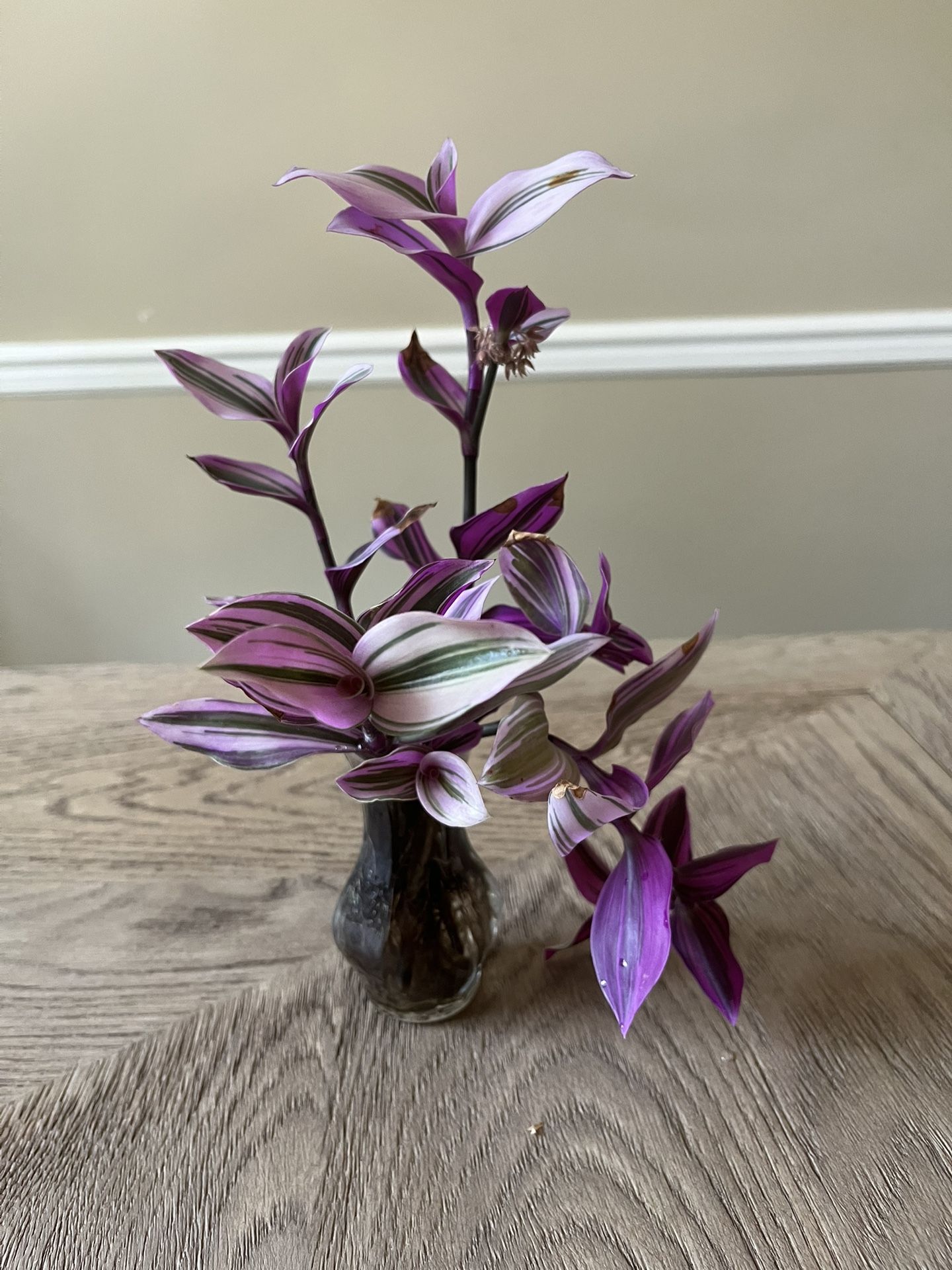 2 Small Tradescantia Nanouk Plants