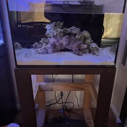 Salt Water Fish Tank