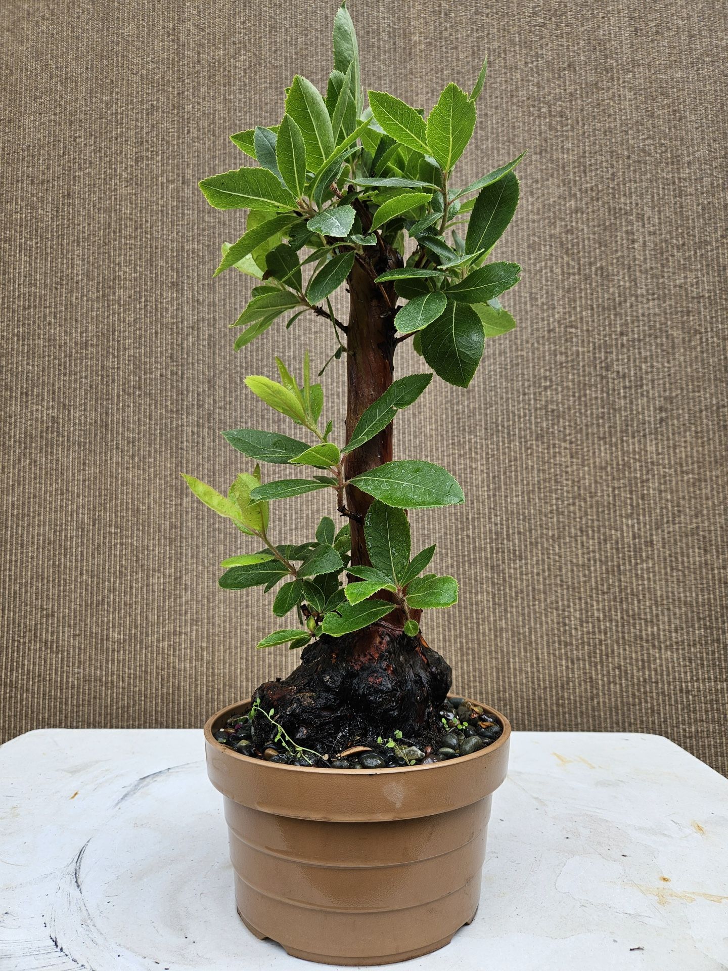 Old Marina Trawberry Bonsai Tree Sale