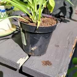 Spider Plant For Sale 