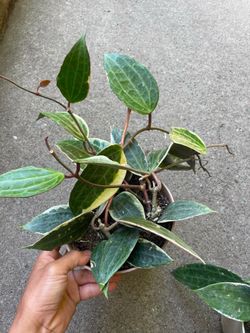 Hoya Macrophylla variegated 6” pot, now$35each/reg.$45each price firm; 95820