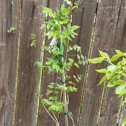 Aunt See Purple Flowering Fragrant Wisteria