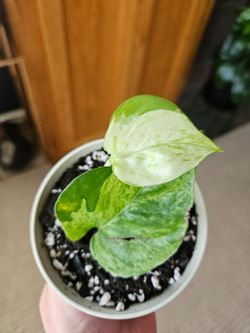 Pothos "Manjula" (Cream pot-B)