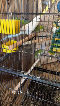 Large Bird Cage with Perches and Accessoriesrd cage
