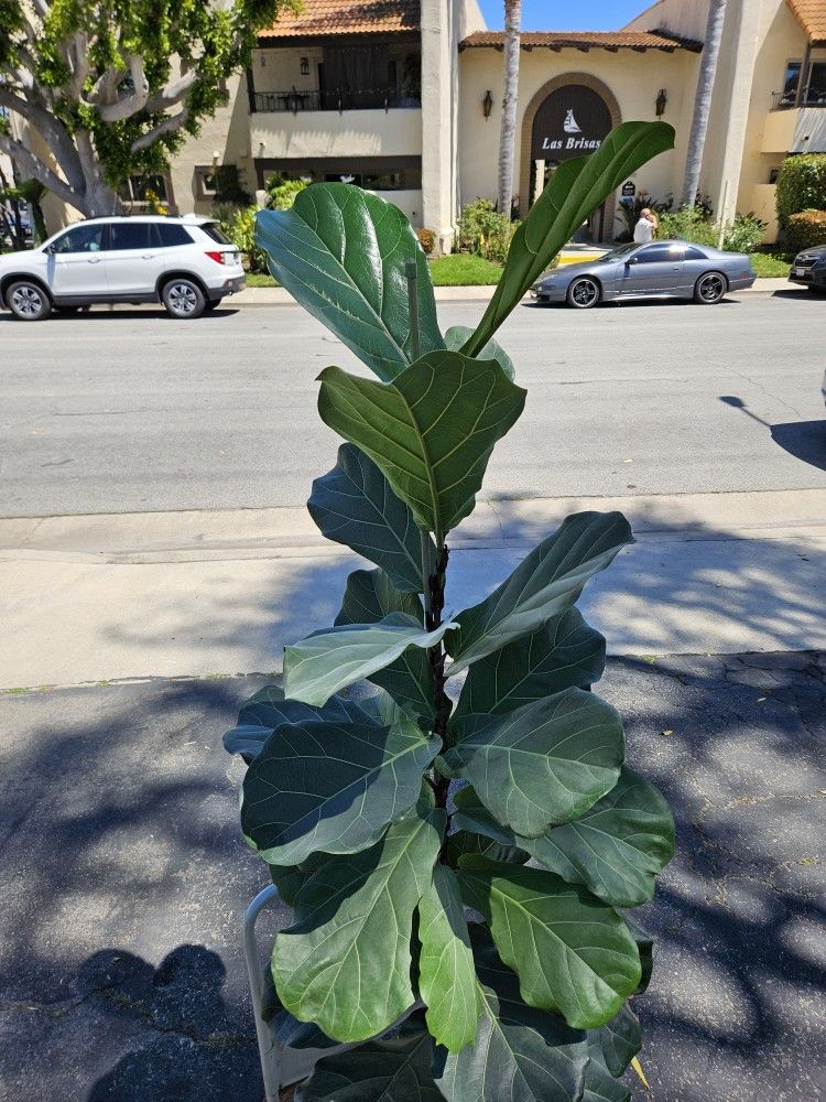 6.4ft Tall  Fiddle Leaf Fig 🌳 In 16" Ceramic Pot.