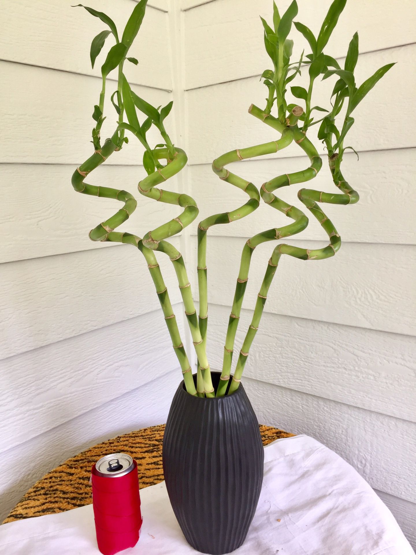 Real Indoor Houseplant - 5 Spiral Dracaena Lucky Bamboo Plants in Black Ceramic Planter Pot/ Vase