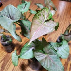 Pink Allusion Syngoniums