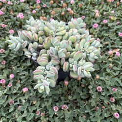 Cotiledón Pendens, Hanging Succulents