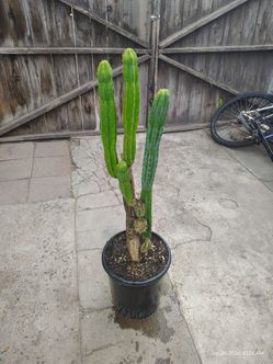 San Pedro Cactus triple clump