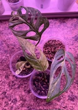 Monstera Adansonii Indo mint