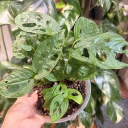 Monstera Adansonii