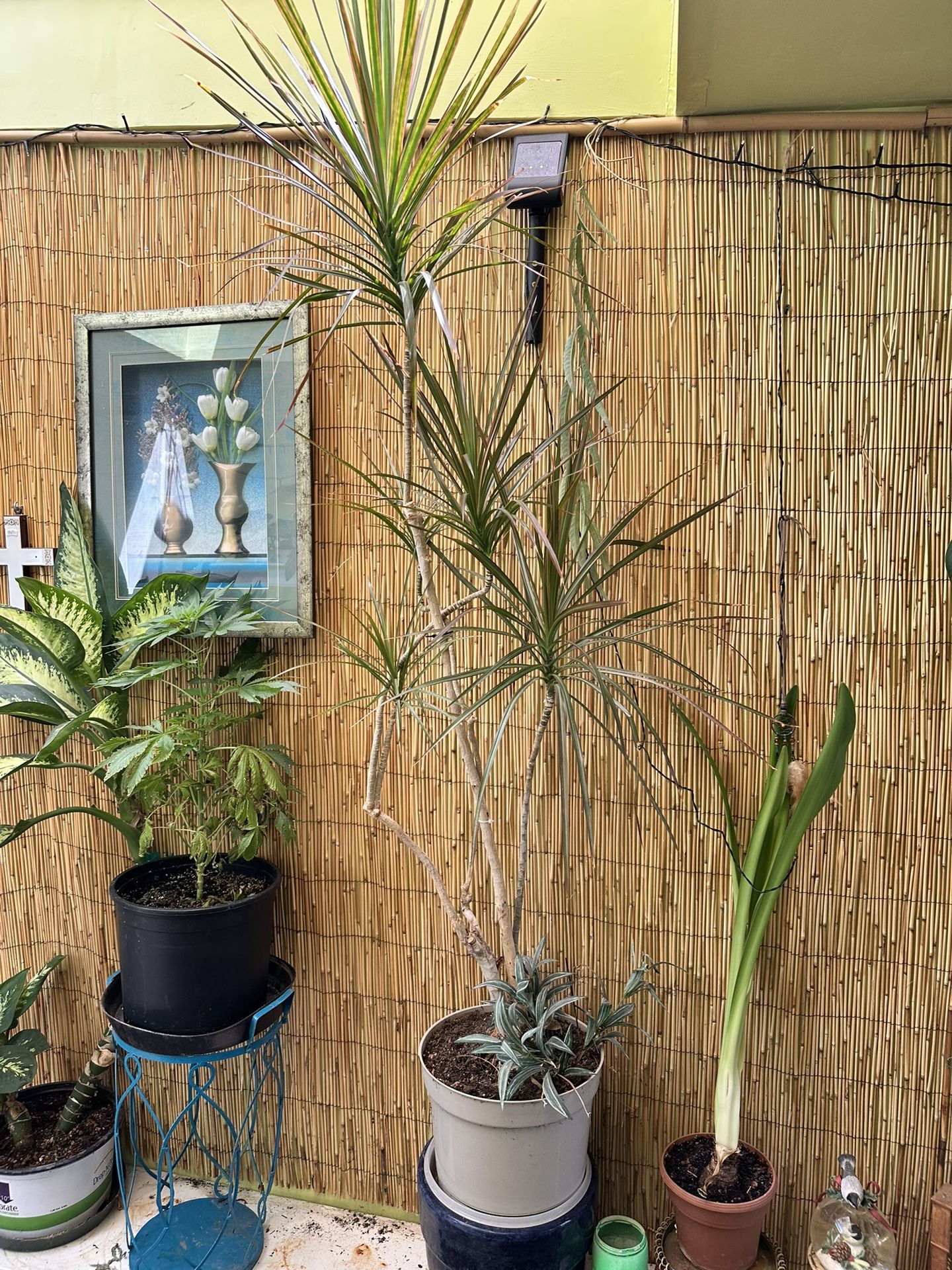 Dracena Marginata