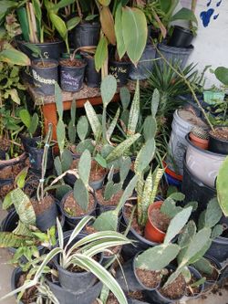 Prickly Pear Cactus 1 Gallon Pots $3