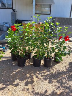 HIBISCUS flowers  🌺