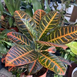 Croton Plant