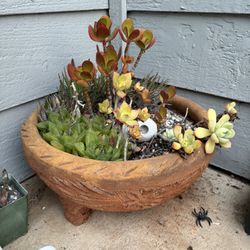 Large Terracotta Succulent Planter Arrangement 