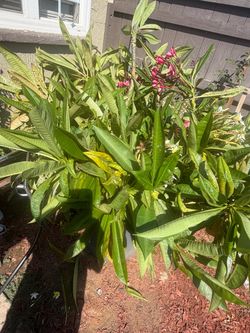 Plumeria plants (Pink and White)