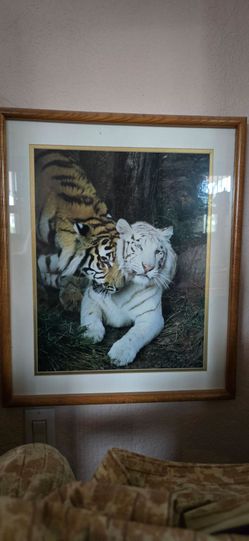 Framed Tiger Photo Print Wall Art