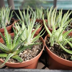 Variegated Zebra Haworthia Plants
