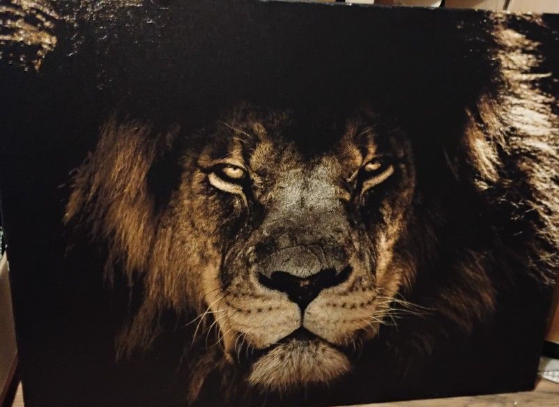 Canvas Art Lion